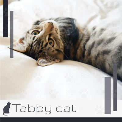 Online flipbook: Tabby cat