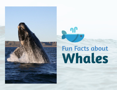 Online flipbook: Fun Facts about Whales