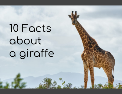 Online flipbook: Top 10 Facts About Giraffes